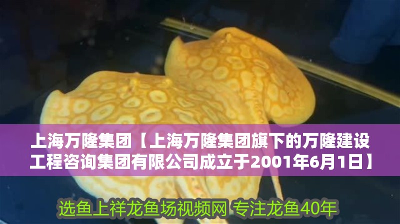上海萬隆集團【上海萬隆集團旗下的萬隆建設工程咨詢集團有限公司成立于2001年6月1日】