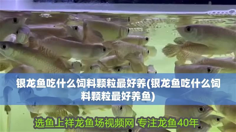 銀龍魚吃什么飼料顆粒最好養(yǎng)(銀龍魚吃什么飼料顆粒最好養(yǎng)魚)