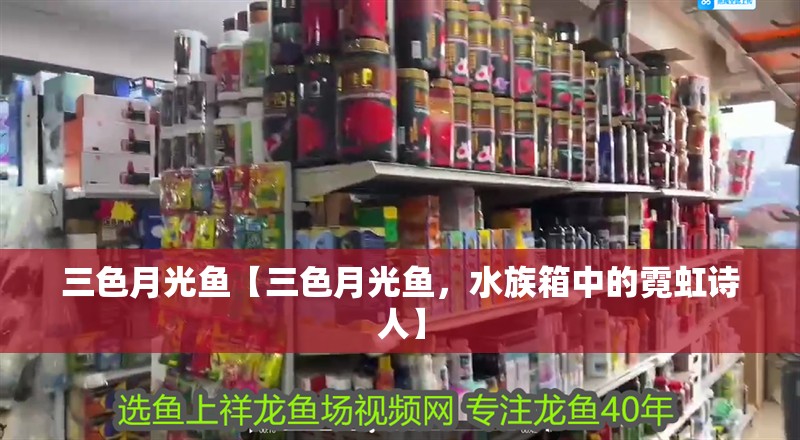 三色月光魚【三色月光魚，水族箱中的霓虹詩人】