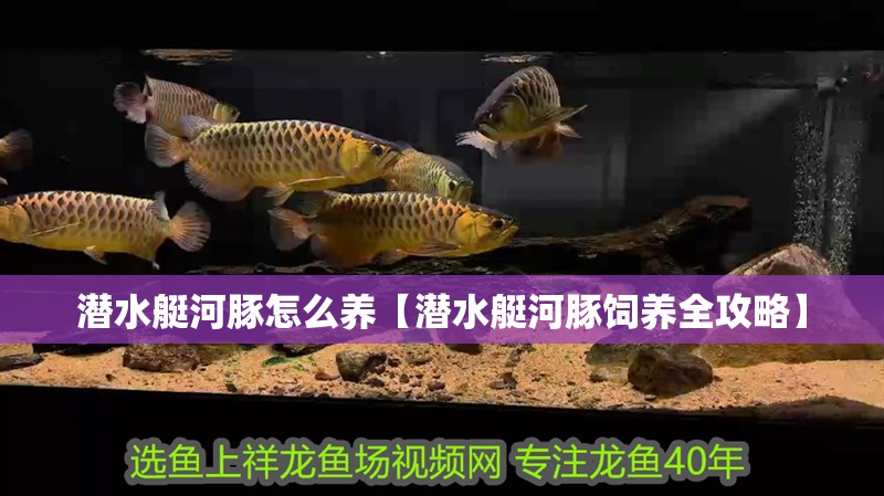 潛水艇河豚怎么養【潛水艇河豚飼養全攻略】