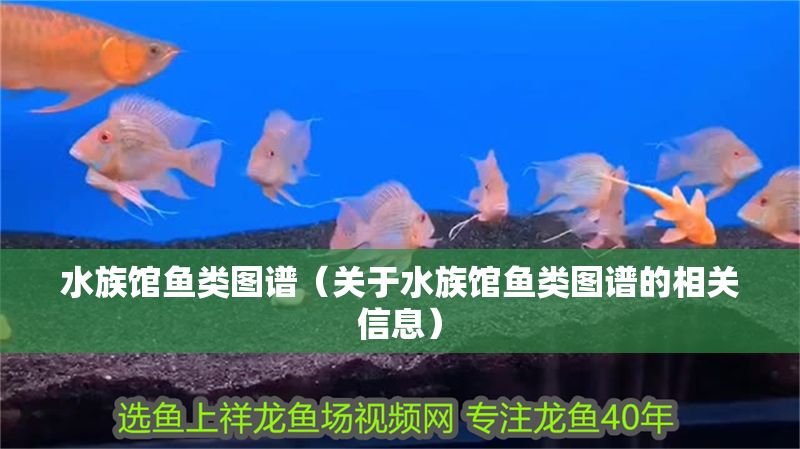 水族館魚類圖譜（關于水族館魚類圖譜的相關信息）