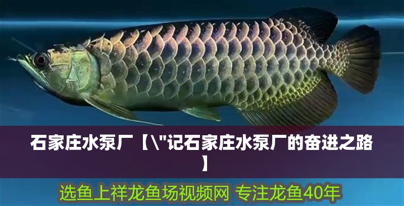 石家莊水泵廠【\ 石家莊水泵廠【 石家莊水泵廠【\