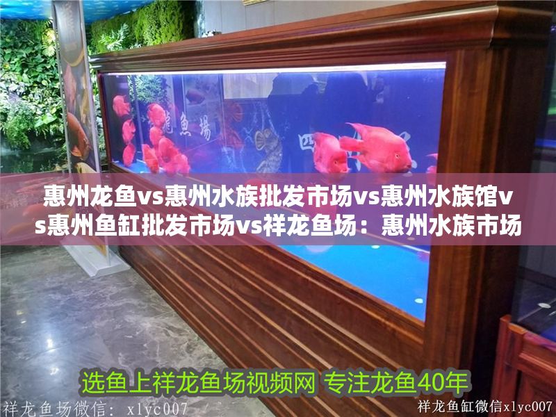 惠州龍魚vs惠州水族批發市場vs惠州水族館vs惠州魚缸批發市場vs祥龍魚場:惠州水族市場發展趨勢