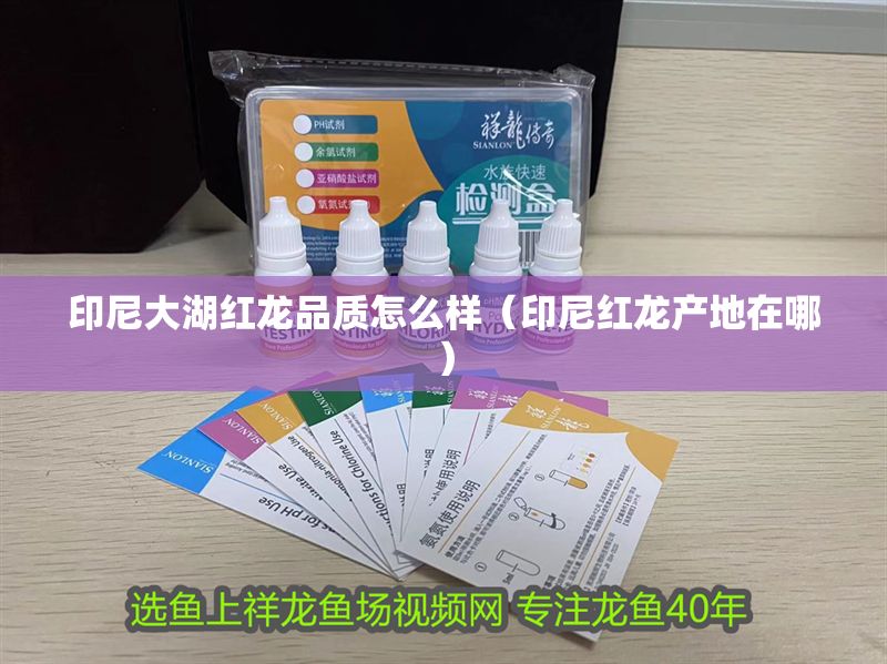 印尼大湖紅龍品質(zhì)怎么樣（印尼紅龍產(chǎn)地在哪）
