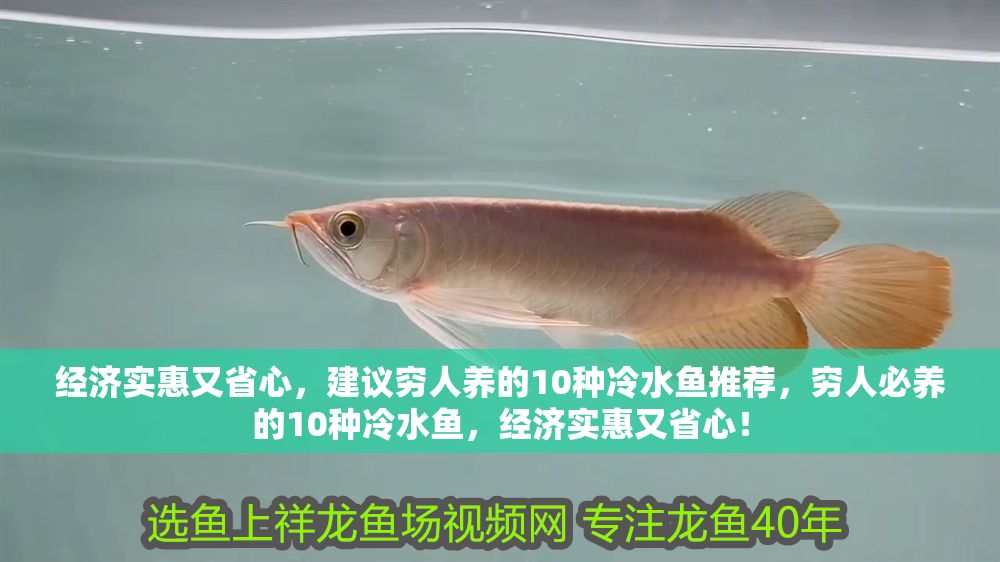 詳細閱讀:經濟實惠又省心,建議窮人養的10種冷水魚推薦,窮人必養的10種冷水魚,經濟實惠又省心! 經濟實惠又省心,建議窮人養的10種冷水魚推薦,窮人必養的10種冷水魚,經濟實惠又省心!