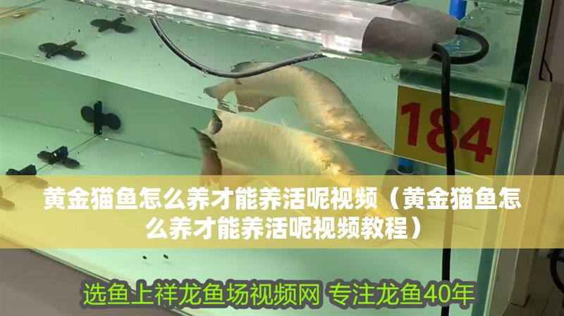 黃金貓魚怎么養才能養活呢視頻（黃金貓魚怎么養才能養活呢視頻教程） 黃金貓魚怎么養才能養活呢視頻（黃金貓魚怎么養才能養活呢視頻教程） 黃金貓魚百科 第1張