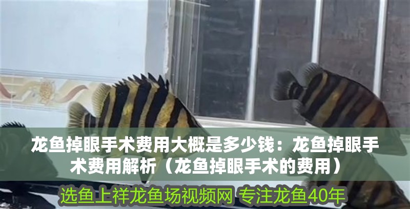 龍魚掉眼手術費用大概是多少錢：龍魚掉眼手術費用解析（龍魚掉眼手術的費用）