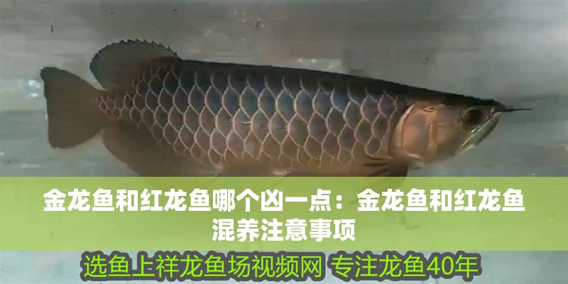 金龍魚和紅龍魚哪個(gè)兇一點(diǎn)：金龍魚和紅龍魚混養(yǎng)注意事項(xiàng)