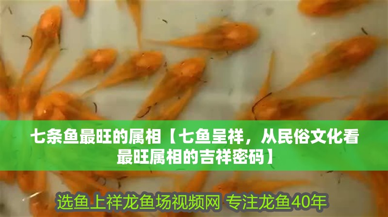 七條魚最旺的屬相【七魚呈祥，從民俗文化看最旺屬相的吉祥密碼】