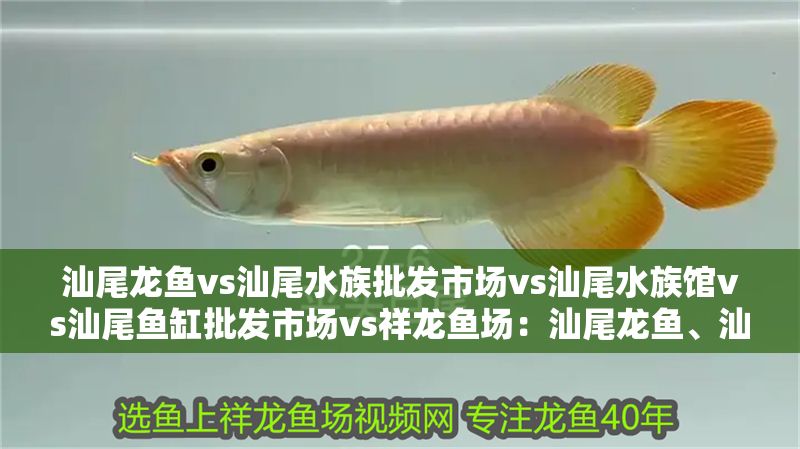 汕尾龍魚vs汕尾水族批發市場vs汕尾水族館vs汕尾魚缸批發市場vs祥龍魚場：汕尾龍魚、汕尾水族館、汕尾水族館、汕尾魚缸批發市場信息