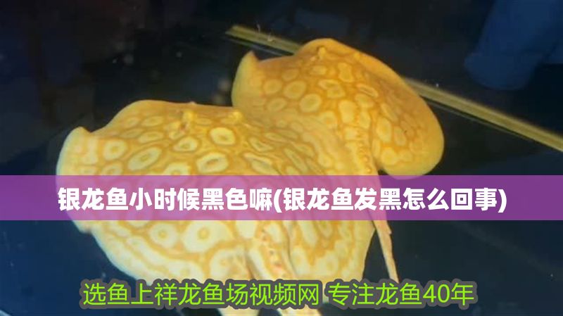 銀龍魚小時候黑色嘛(銀龍魚發黑怎么回事)