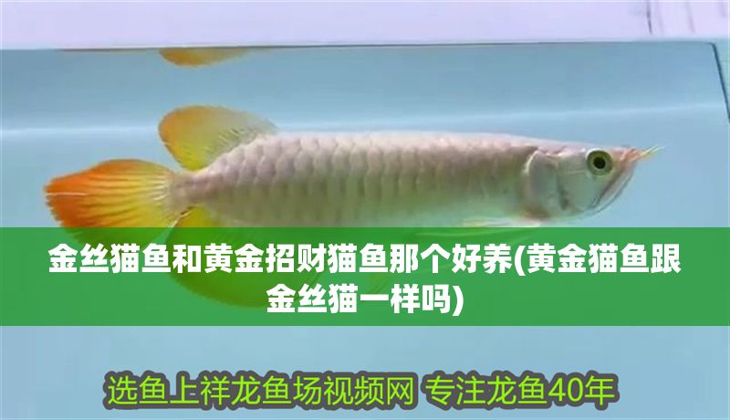 金絲貓魚和黃金招財(cái)貓魚那個(gè)好養(yǎng)(黃金貓魚跟金絲貓一樣嗎)