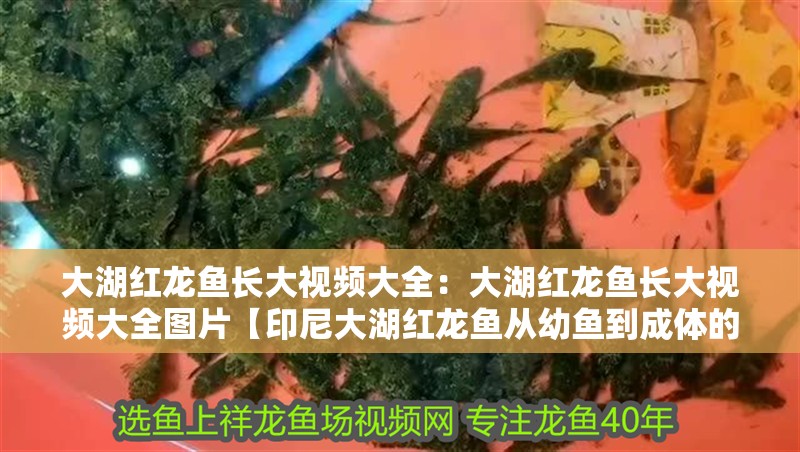 大湖紅龍魚長大視頻大全：大湖紅龍魚長大視頻大全圖片【印尼大湖紅龍魚從幼魚到成體的完整生長過程中體型變化】