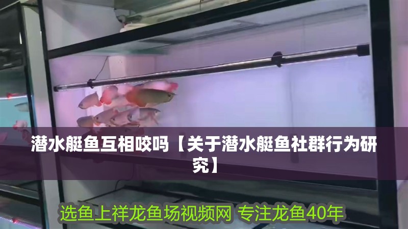 潛水艇魚互相咬嗎【關(guān)于潛水艇魚社群行為研究】