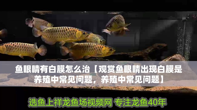 魚眼睛有白膜怎么治【觀賞魚眼睛出現白膜是養殖中常見問題，養殖中常見問題】