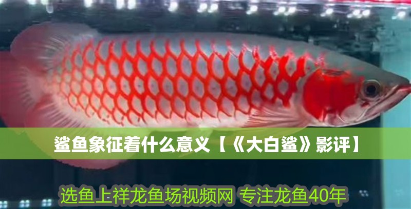 鯊魚象征著什么意義【《大白鯊》影評】 鯊魚象征著什么意義【《大白鯊》影評】 龍魚論壇