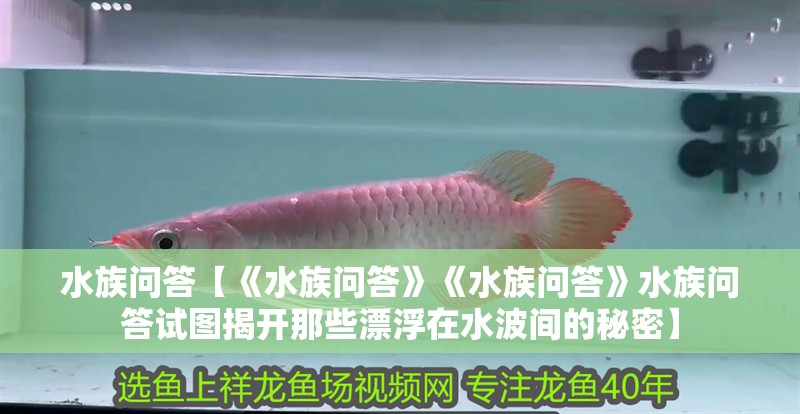 水族問答【《水族問答》《水族問答》水族問答試圖揭開那些漂浮在水波間的秘密】 水族問答【《水族問答》《水族問答》水族問答試圖揭開那些漂浮在水波間的秘密】 龍魚論壇