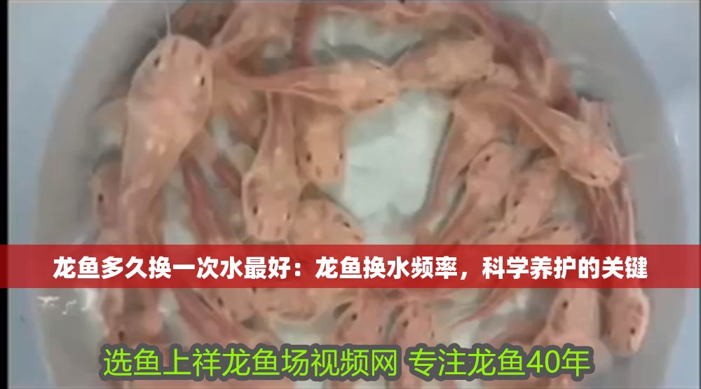 龍魚多久換一次水最好：龍魚換水頻率，科學(xué)養(yǎng)護的關(guān)鍵
