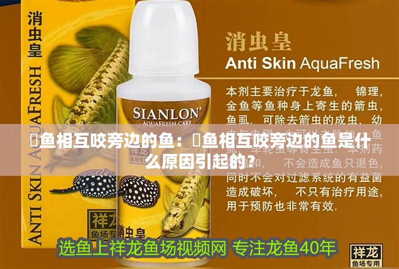 魟魚相互咬旁邊的魚:魟魚相互咬旁邊的魚是什么原因引起的? 魟魚百科 第2張 魟魚相互咬旁邊的魚:魟魚相互咬旁邊的魚是什么原因引起的? 魟魚相互咬旁邊的魚:魟魚相互咬旁邊的魚是什么原因引起的? 魟魚百科 第2張