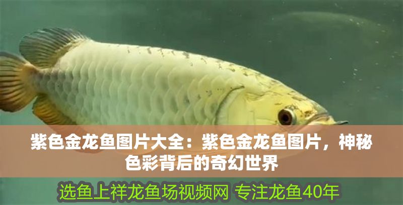 紫色金龍魚圖片大全：紫色金龍魚圖片，神秘色彩背后的奇幻世界