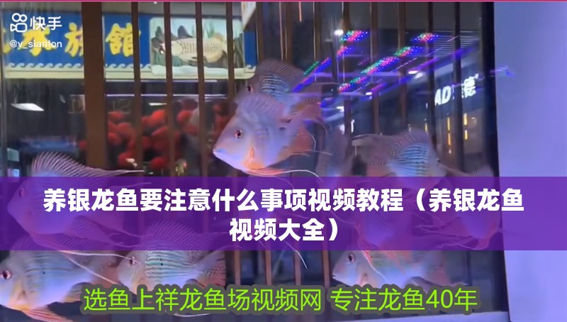 養銀龍魚要注意什么事項視頻教程（養銀龍魚視頻大全） 養銀龍魚要注意什么事項視頻教程（養銀龍魚視頻大全） 銀龍魚百科