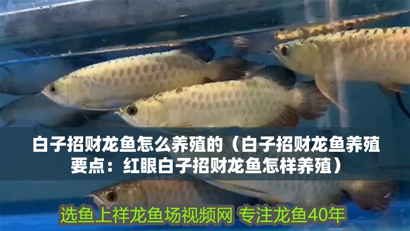 白子招財龍魚怎么養殖的（白子招財龍魚養殖要點：紅眼白子招財龍魚怎樣養殖）