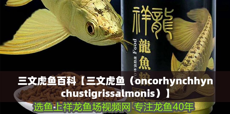 三文虎魚百科【三文虎魚（oncorhynchhynchustigrissalmonis）】
