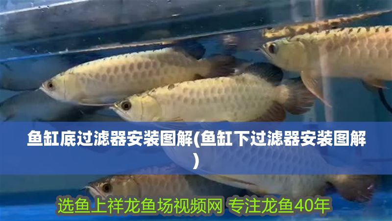 魚缸底過濾器安裝圖解(魚缸下過濾器安裝圖解)
