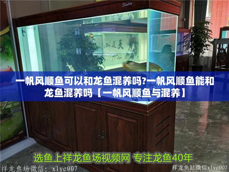 一帆風(fēng)順魚可以和龍魚混養(yǎng)嗎?一帆風(fēng)順魚能和龍魚混養(yǎng)嗎【一帆風(fēng)順魚與混養(yǎng)】