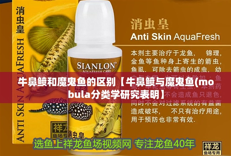 牛鼻鲼和魔鬼魚的區(qū)別【牛鼻鲼與魔鬼魚(mobula分類學(xué)研究表明】