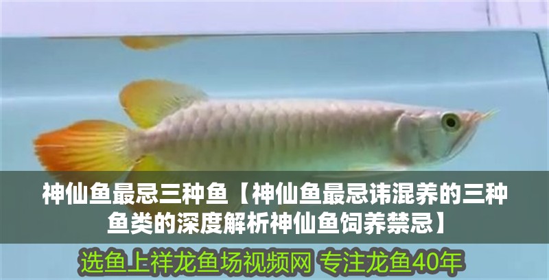 神仙魚最忌三種魚【神仙魚最忌諱混養的三種魚類的深度解析神仙魚飼養禁忌】 神仙魚最忌三種魚【神仙魚最忌諱混養的三種魚類的深度解析神仙魚飼養禁忌】 龍魚論壇