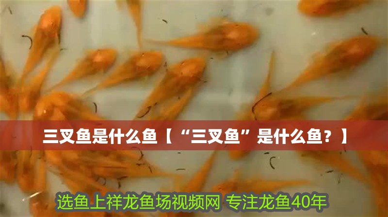 三叉魚是什么魚【“三叉魚”是什么魚？】