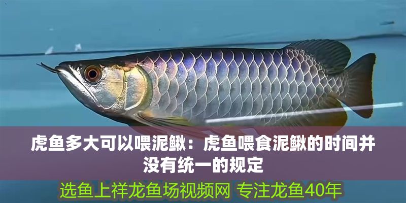 虎魚多大可以喂泥鰍:虎魚喂食泥鰍的時間并沒有統一的規定