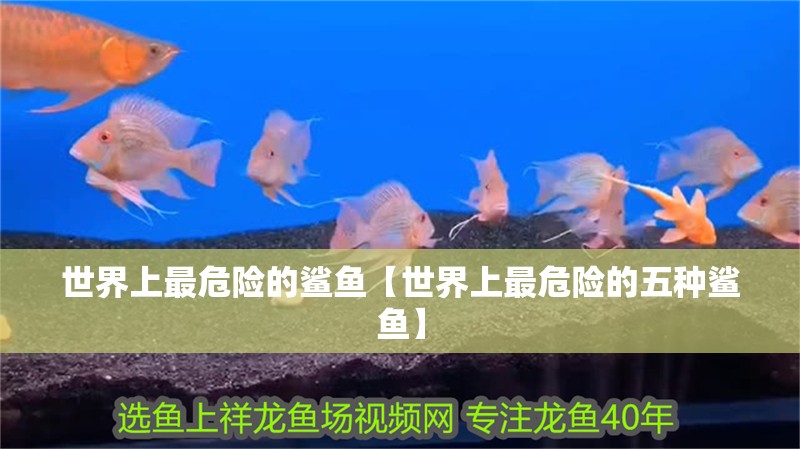 世界上最危險(xiǎn)的鯊魚【世界上最危險(xiǎn)的五種鯊魚】