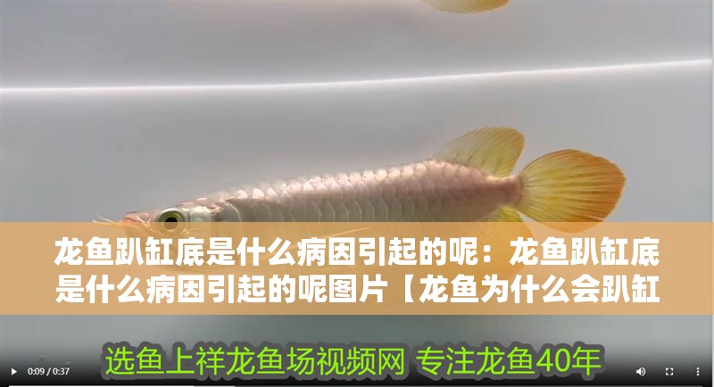 龍魚趴缸底是什么病因引起的呢：龍魚趴缸底是什么病因引起的呢圖片【龍魚為什么會趴缸底】 龍魚趴缸底是什么病因引起的呢：龍魚趴缸底是什么病因引起的呢圖片【龍魚為什么會趴缸底】 水族問答