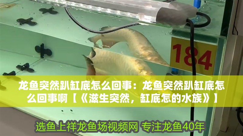 龍魚(yú)突然趴缸底怎么回事：龍魚(yú)突然趴缸底怎么回事啊【《滋生突然，缸底怎的水族》】 龍魚(yú)突然趴缸底怎么回事：龍魚(yú)突然趴缸底怎么回事啊【《滋生突然，缸底怎的水族》】 水族問(wèn)答