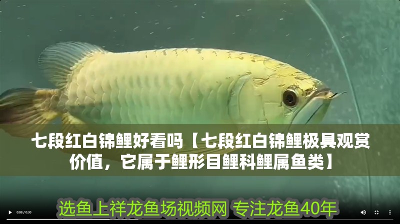 七段紅白錦鯉好看嗎【七段紅白錦鯉極具觀賞價(jià)值,它屬于鯉形目鯉科鯉屬魚(yú)類(lèi)】