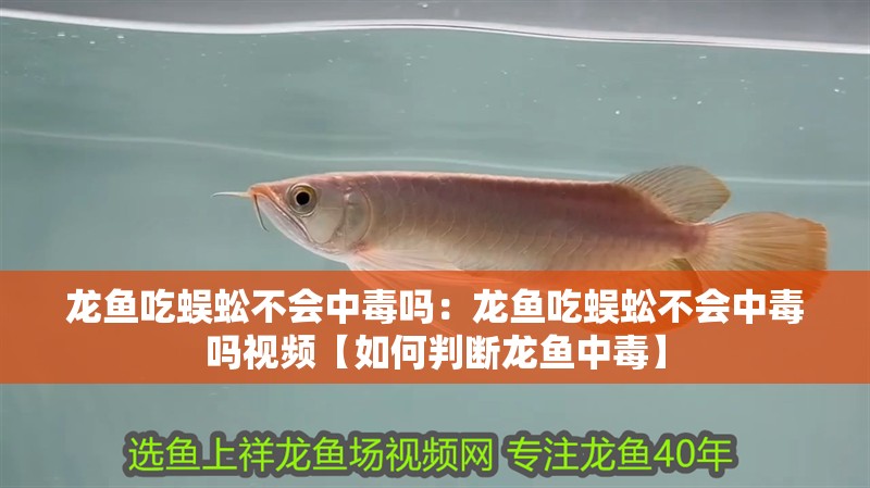 龍魚吃蜈蚣不會中毒嗎：龍魚吃蜈蚣不會中毒嗎視頻【如何判斷龍魚中毒】