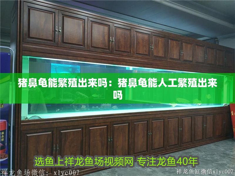 豬鼻龜能繁殖出來(lái)嗎：豬鼻龜能人工繁殖出來(lái)嗎