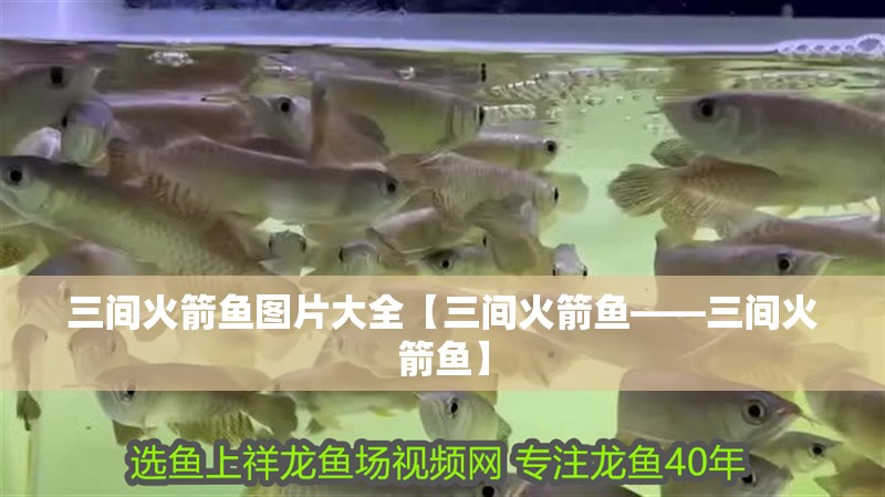 三間火箭魚圖片大全【三間火箭魚——三間火箭魚】