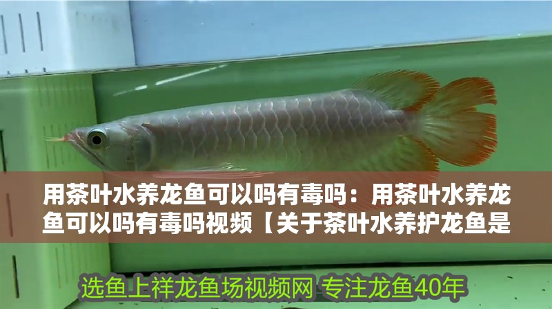 用茶葉水養(yǎng)龍魚可以嗎有毒嗎：用茶葉水養(yǎng)龍魚可以嗎有毒嗎視頻【關(guān)于茶葉水養(yǎng)護龍魚是否可以吸收多余養(yǎng)龍魚的危害】 用茶葉水養(yǎng)龍魚可以嗎有毒嗎：用茶葉水養(yǎng)龍魚可以嗎有毒嗎視頻【關(guān)于茶葉水養(yǎng)護龍魚是否可以吸收多余養(yǎng)龍魚的危害】 水族問答