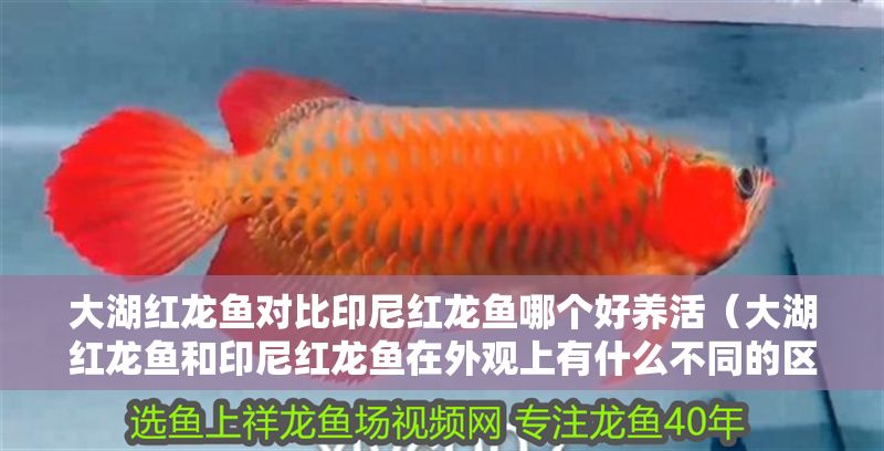 大湖紅龍魚對比印尼紅龍魚哪個好養活（大湖紅龍魚和印尼紅龍魚在外觀上有什么不同的區別）
