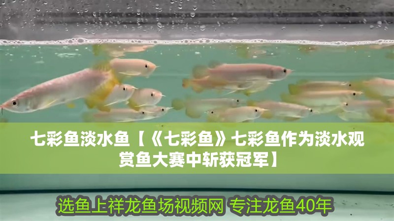 七彩魚淡水魚【《七彩魚》七彩魚作為淡水觀賞魚大賽中斬獲冠軍】