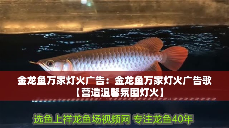金龍魚萬家燈火廣告：金龍魚萬家燈火廣告歌【營造溫馨氛圍燈火】