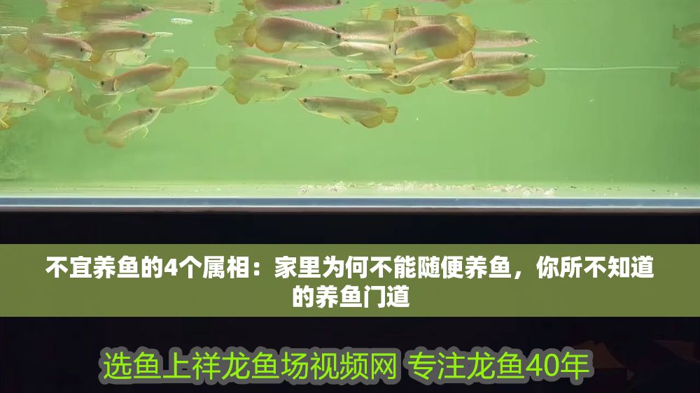 不宜養魚的4個屬相：家里為何不能隨便養魚，你所不知道的養魚門道