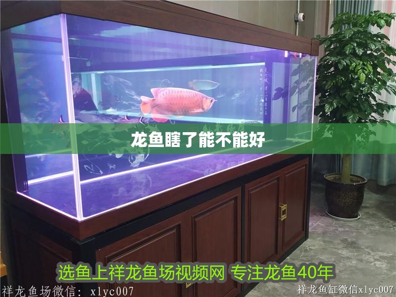 龍魚瞎了能不能好