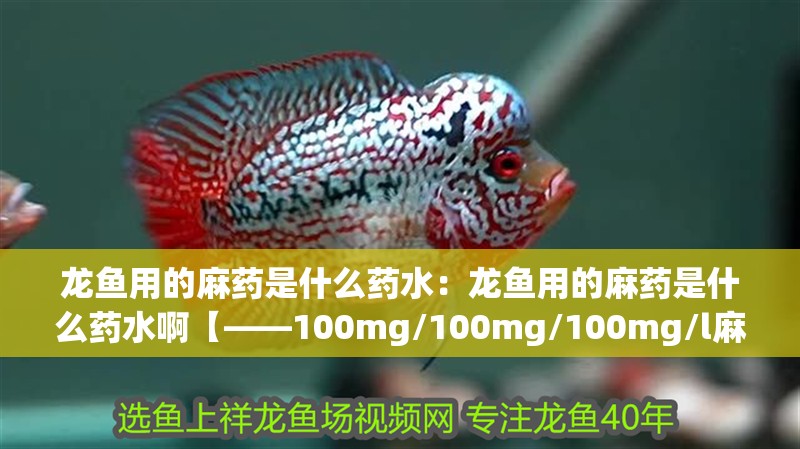 龍魚用的麻藥是什么藥水：龍魚用的麻藥是什么藥水啊【——100mg/100mg/100mg/l麻醉劑】
