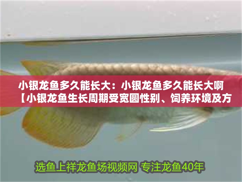 小銀龍魚(yú)多久能長(zhǎng)大：小銀龍魚(yú)多久能長(zhǎng)大啊【小銀龍魚(yú)生長(zhǎng)周期受寬圓性別、飼養(yǎng)環(huán)境及方式等因素】