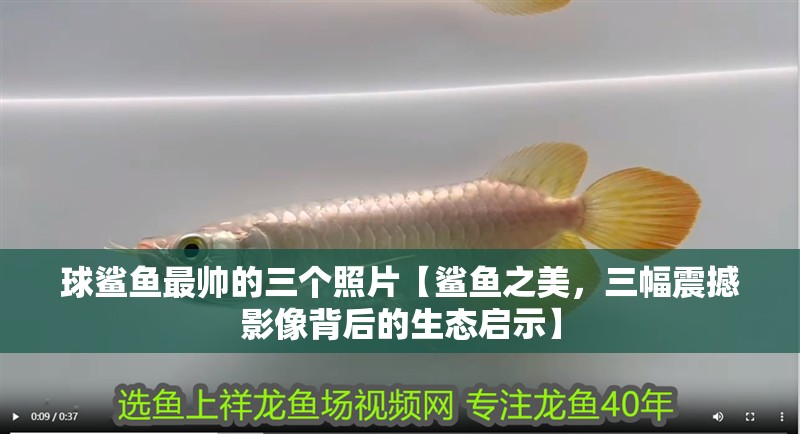 球鯊魚最帥的三個照片【鯊魚之美，三幅震撼影像背后的生態啟示】