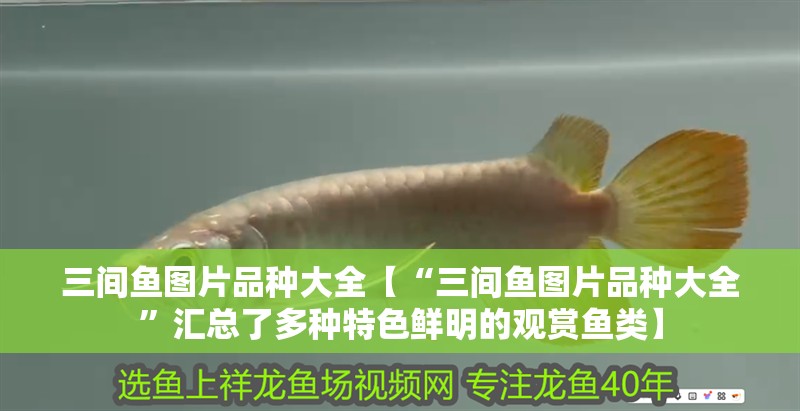 三間魚圖片品種大全【“三間魚圖片品種大全”匯總了多種特色鮮明的觀賞魚類】 龍魚論壇 三間魚圖片品種大全【“三間魚圖片品種大全”匯總了多種特色鮮明的觀賞魚類】 三間魚圖片品種大全【“三間魚圖片品種大全”匯總了多種特色鮮明的觀賞魚類】 龍魚論壇